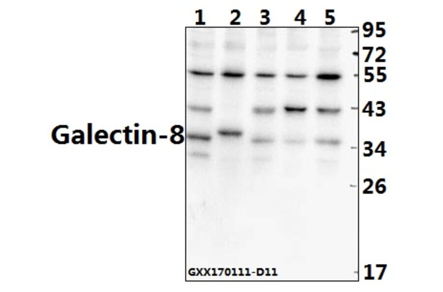 Anti-Galectin-8 (N82) Antibody from Bioworld Technology (BS2541) - Antibodies.com