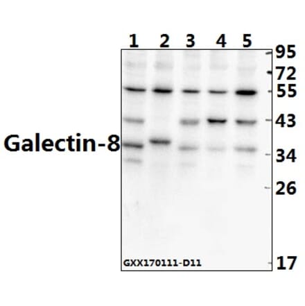 Anti-Galectin-8 (N82) Antibody from Bioworld Technology (BS2541) - Antibodies.com