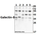 Anti-Galectin-8 (N82) Antibody from Bioworld Technology (BS2541) - Antibodies.com