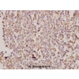 Anti-Galectin-8 (N82) Antibody from Bioworld Technology (BS2541) - Antibodies.com