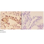 Anti-Rad51B (G226) Antibody from Bioworld Technology (BS2542) - Antibodies.com