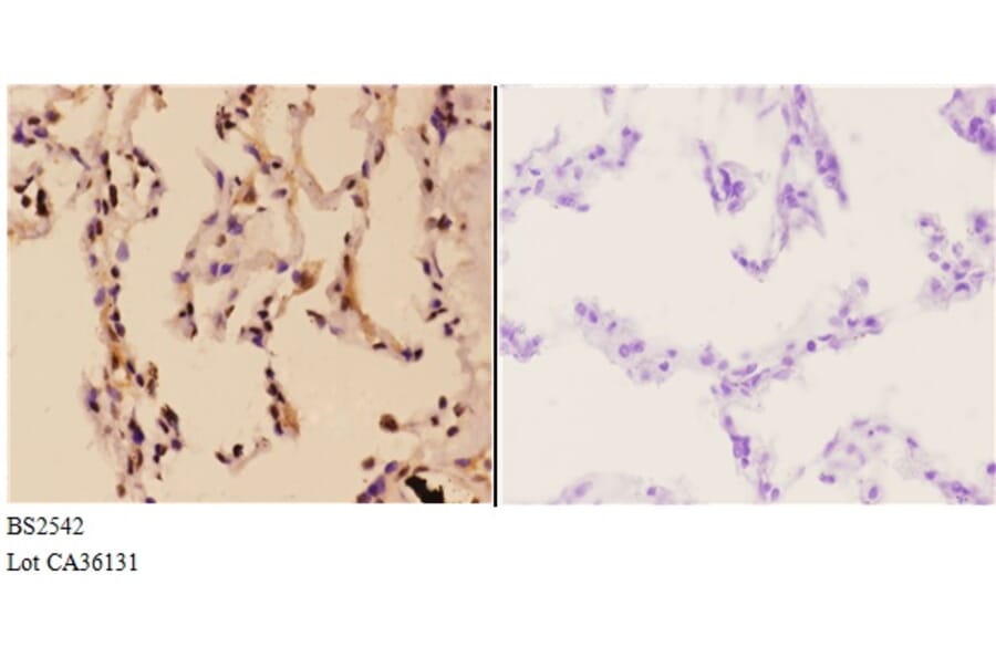 Anti-Rad51B (G226) Antibody from Bioworld Technology (BS2542) - Antibodies.com
