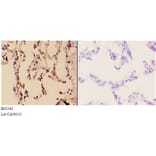 Anti-Rad51B (G226) Antibody from Bioworld Technology (BS2542) - Antibodies.com