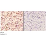 Anti-Rad51B (G226) Antibody from Bioworld Technology (BS2542) - Antibodies.com