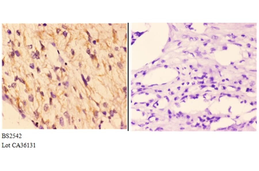 Anti-Rad51B (G226) Antibody from Bioworld Technology (BS2542) - Antibodies.com