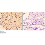 Anti-Rad51B (G226) Antibody from Bioworld Technology (BS2542) - Antibodies.com