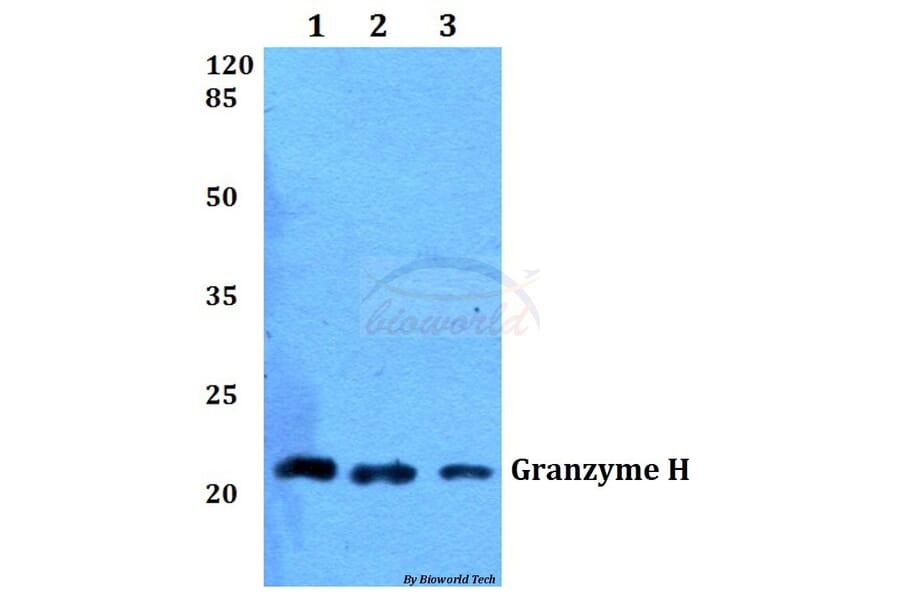 Anti-Granzyme H (G75) Antibody from Bioworld Technology (BS2543) - Antibodies.com