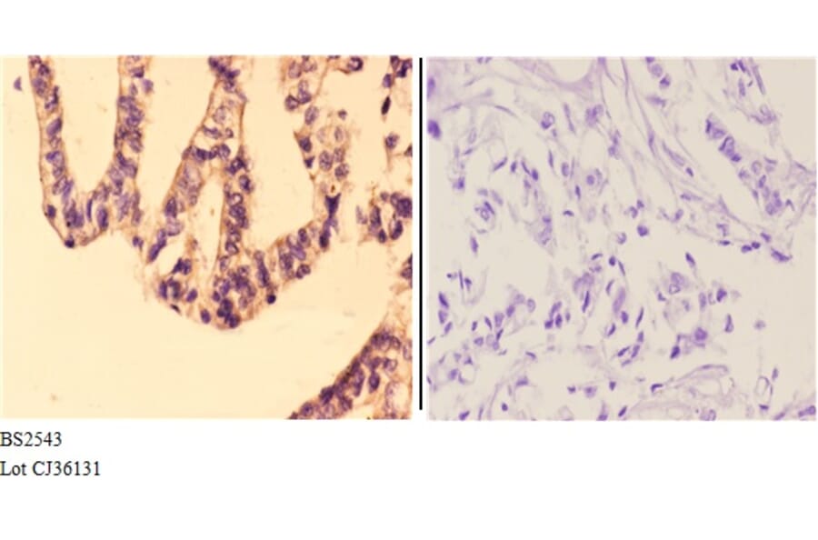 Anti-Granzyme H (G75) Antibody from Bioworld Technology (BS2543) - Antibodies.com