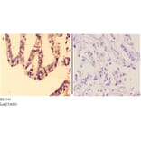 Anti-Granzyme H (G75) Antibody from Bioworld Technology (BS2543) - Antibodies.com