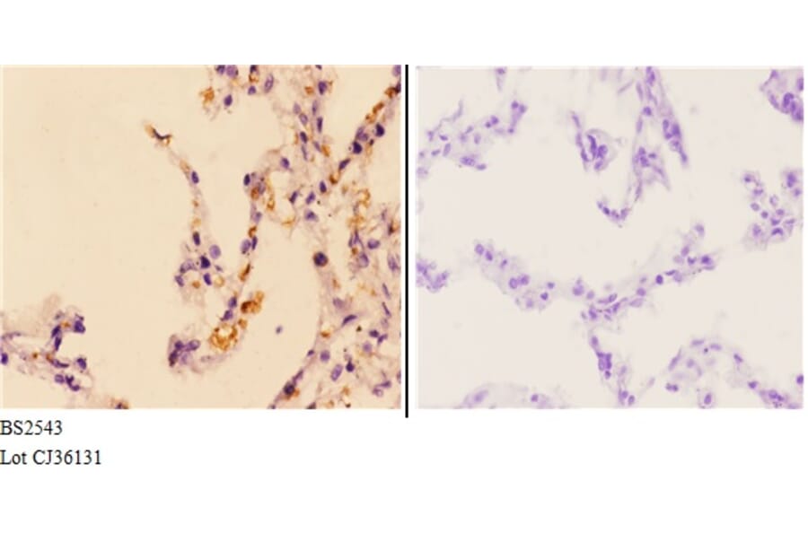 Anti-Granzyme H (G75) Antibody from Bioworld Technology (BS2543) - Antibodies.com