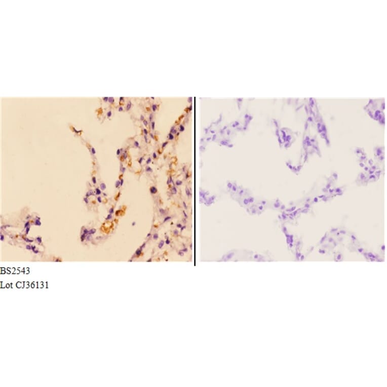 Anti-Granzyme H (G75) Antibody from Bioworld Technology (BS2543) - Antibodies.com