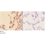 Anti-Granzyme H (G75) Antibody from Bioworld Technology (BS2543) - Antibodies.com