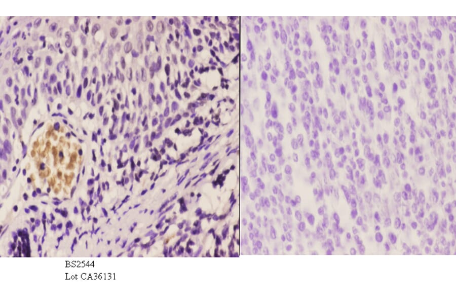 Anti-CBP (E1528) Antibody from Bioworld Technology (BS2544) - Antibodies.com