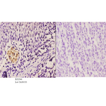 Anti-CBP (E1528) Antibody from Bioworld Technology (BS2544) - Antibodies.com