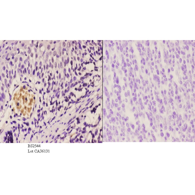 Anti-CBP (E1528) Antibody from Bioworld Technology (BS2544) - Antibodies.com