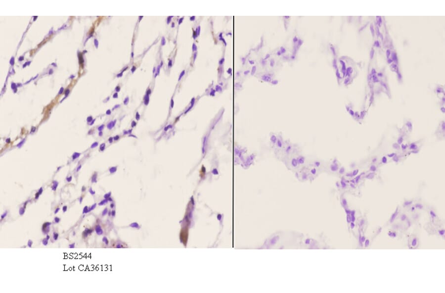 Anti-CBP (E1528) Antibody from Bioworld Technology (BS2544) - Antibodies.com