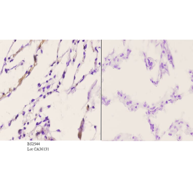 Anti-CBP (E1528) Antibody from Bioworld Technology (BS2544) - Antibodies.com