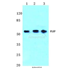 Anti-FLIP (H204) Antibody from Bioworld Technology (BS2545) - Antibodies.com