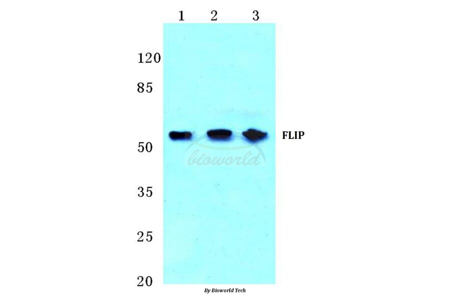 Anti-FLIP (H204) Antibody from Bioworld Technology (BS2545) - Antibodies.com