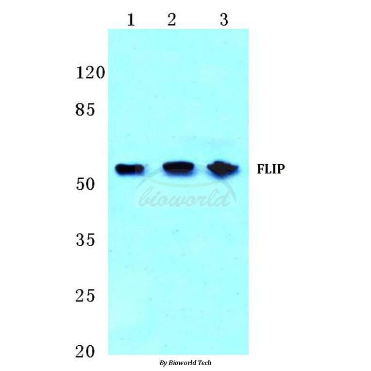 Anti-FLIP (H204) Antibody from Bioworld Technology (BS2545) - Antibodies.com
