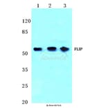 Anti-FLIP (H204) Antibody from Bioworld Technology (BS2545) - Antibodies.com