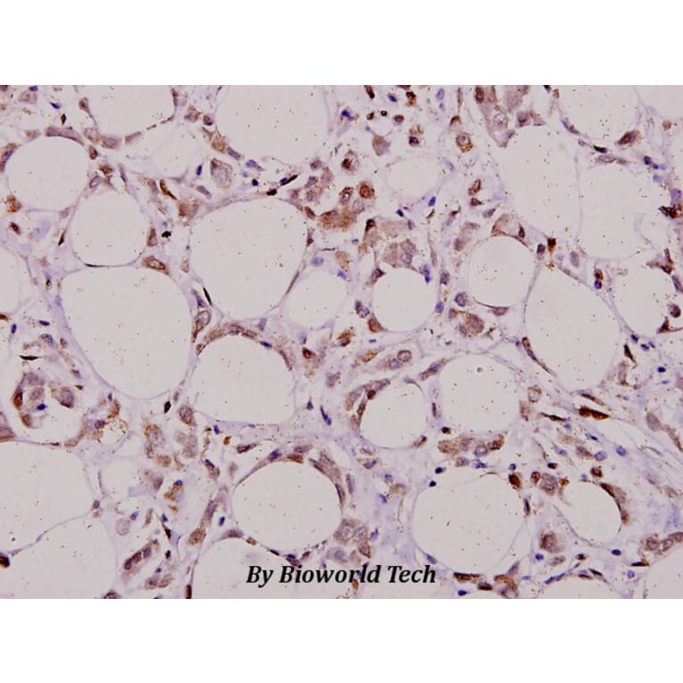 Anti-FLIP (H204) Antibody from Bioworld Technology (BS2545) - Antibodies.com