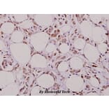 Anti-FLIP (H204) Antibody from Bioworld Technology (BS2545) - Antibodies.com