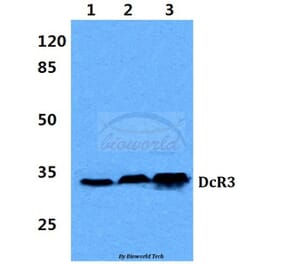 Anti-DcR3 (G287) Antibody from Bioworld Technology (BS2546) - Antibodies.com