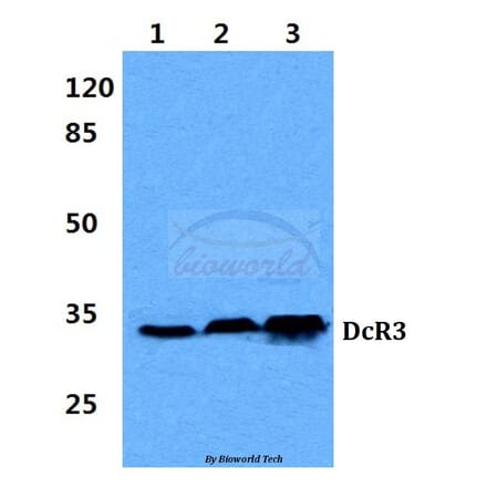 Anti-DcR3 (G287) Antibody from Bioworld Technology (BS2546) - Antibodies.com