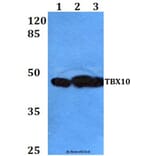 Anti-TBX10 (P291) Antibody from Bioworld Technology (BS2550) - Antibodies.com