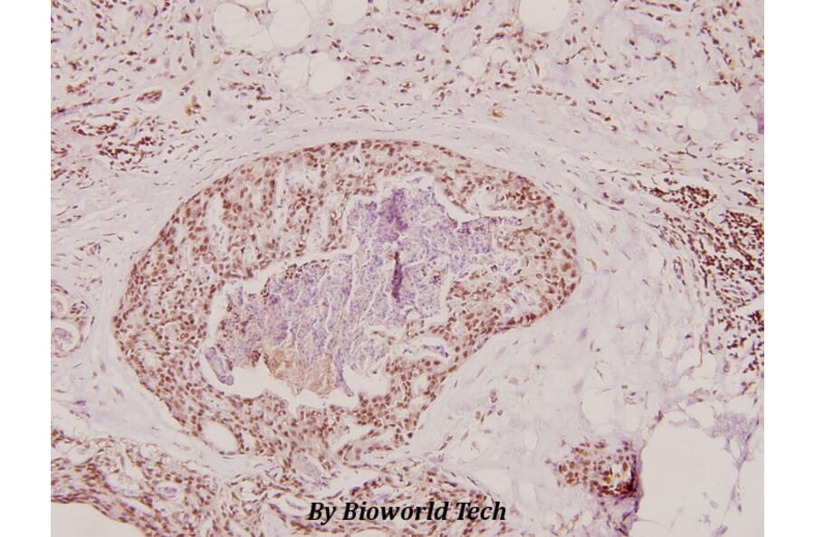 Anti-Prothrombin (G724) Antibody from Bioworld Technology (BS2552) - Antibodies.com