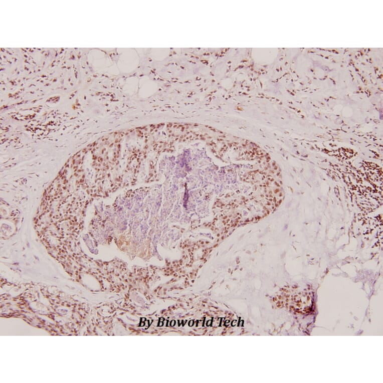 Anti-Prothrombin (G724) Antibody from Bioworld Technology (BS2552) - Antibodies.com