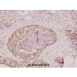 Anti-Prothrombin (G724) Antibody from Bioworld Technology (BS2552) - Antibodies.com