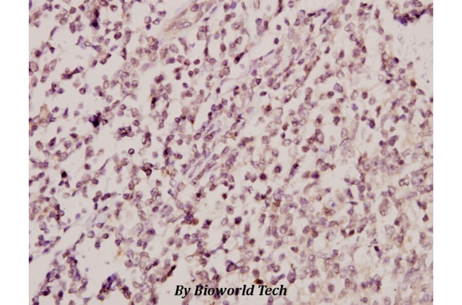 Anti-ETK (Y43) Antibody from Bioworld Technology (BS2557) - Antibodies.com