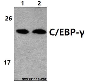 Anti-C/EBP-γ (E64) Antibody from Bioworld Technology (BS2558) - Antibodies.com