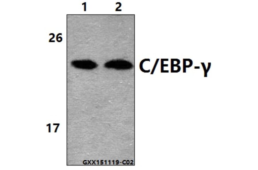 Anti-C/EBP-γ (E64) Antibody from Bioworld Technology (BS2558) - Antibodies.com