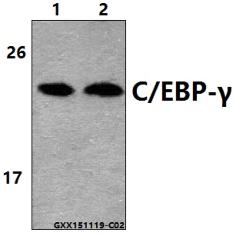 Anti-C/EBP-γ (E64) Antibody from Bioworld Technology (BS2558) - Antibodies.com