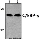 Anti-C/EBP-γ (E64) Antibody from Bioworld Technology (BS2558) - Antibodies.com