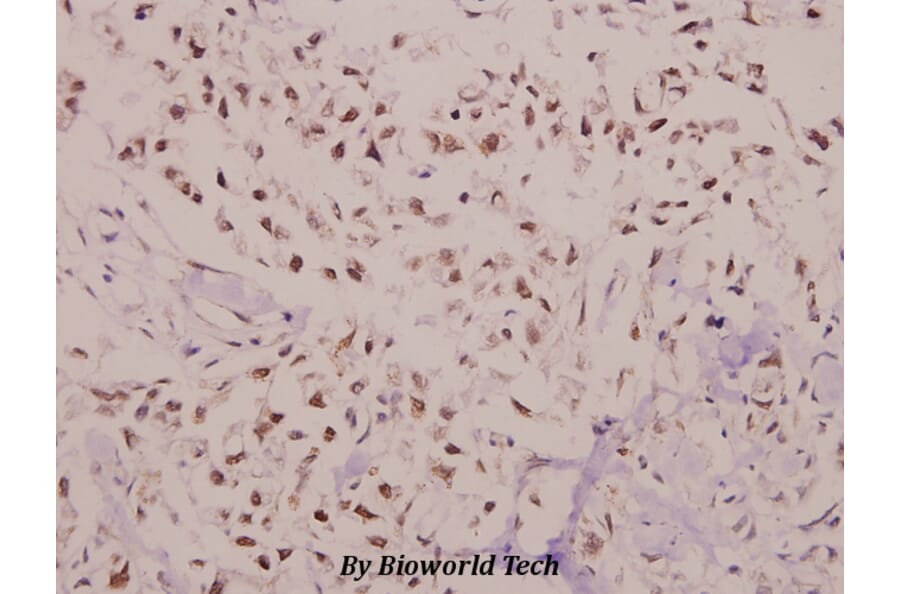 Anti-C/EBP-γ (E64) Antibody from Bioworld Technology (BS2558) - Antibodies.com