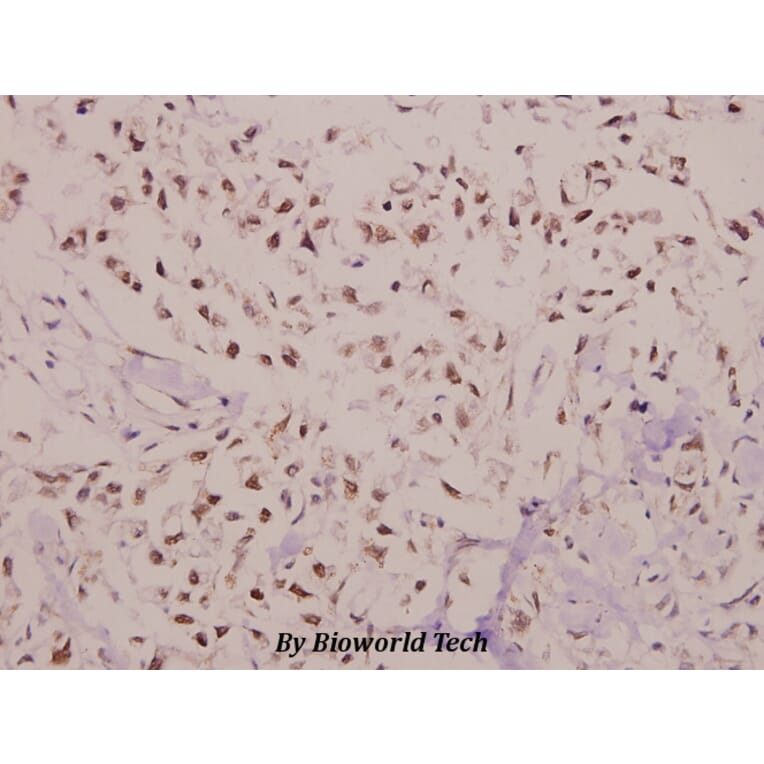 Anti-C/EBP-γ (E64) Antibody from Bioworld Technology (BS2558) - Antibodies.com
