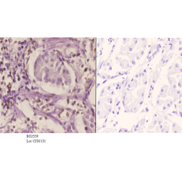 Anti-SRp20 (F151) Antibody from Bioworld Technology (BS2559) - Antibodies.com