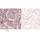 Anti-SRp20 (F151) Antibody from Bioworld Technology (BS2559) - Antibodies.com