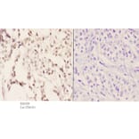 Anti-SRp20 (F151) Antibody from Bioworld Technology (BS2559) - Antibodies.com