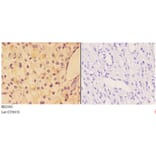 Anti-AKAP 13 (D738) Antibody from Bioworld Technology (BS2561) - Antibodies.com