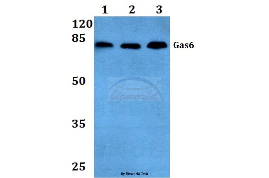 Anti-Gas6 (G309) Antibody from Bioworld Technology (BS2563) - Antibodies.com