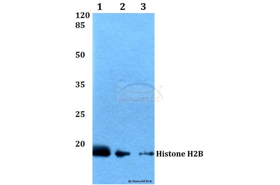 Anti-Histone H2B (K24) Antibody from Bioworld Technology (BS2568) - Antibodies.com