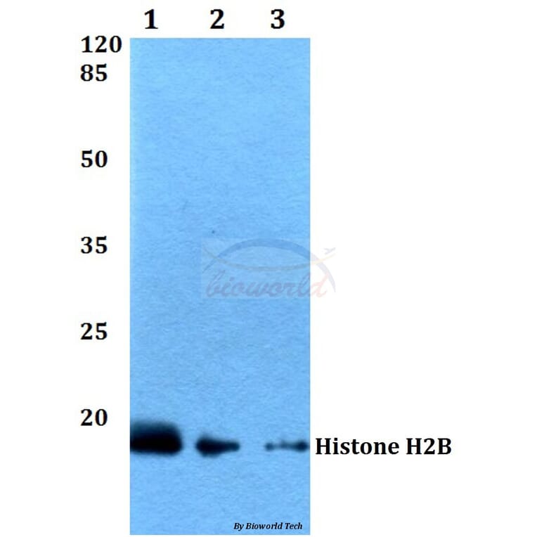 Anti-Histone H2B (K24) Antibody from Bioworld Technology (BS2568) - Antibodies.com