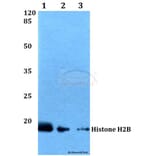 Anti-Histone H2B (K24) Antibody from Bioworld Technology (BS2568) - Antibodies.com