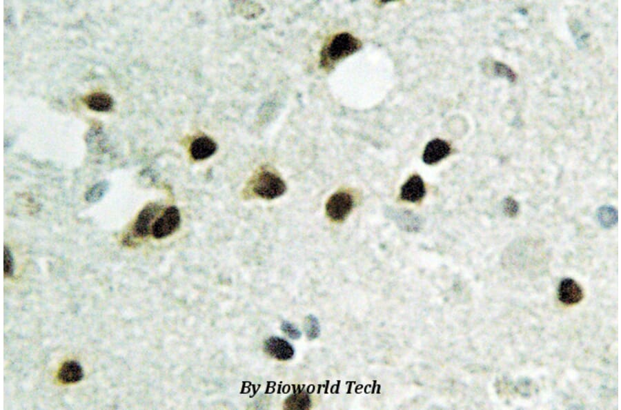 Anti-Histone H2B (K24) Antibody from Bioworld Technology (BS2568) - Antibodies.com