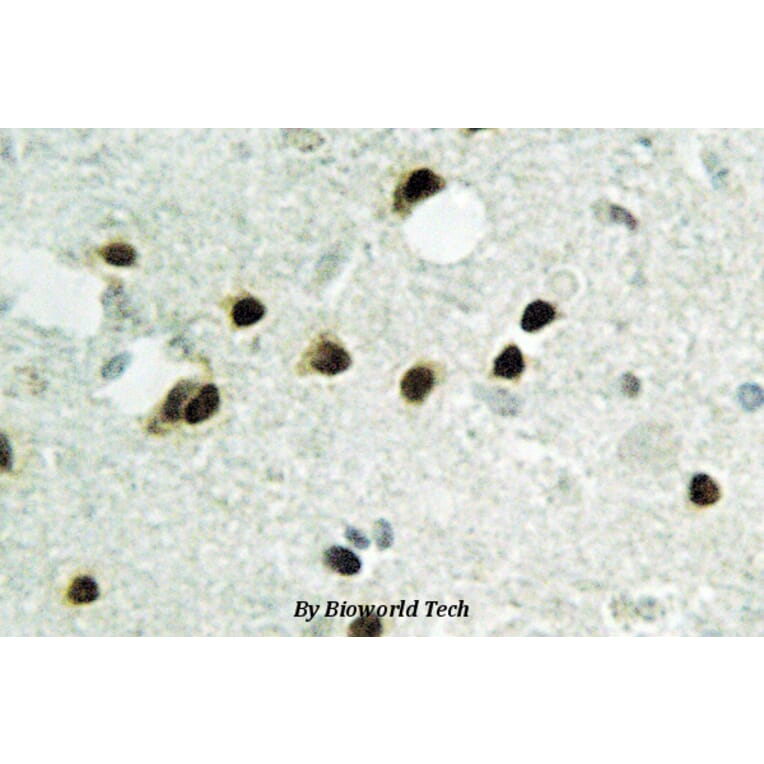 Anti-Histone H2B (K24) Antibody from Bioworld Technology (BS2568) - Antibodies.com